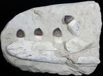 Igdamanosaurus (Globidens) Mosasaur Jaw Section #31474-1